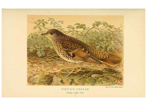 Reproducción/Reproduction 10036392643: Coloured figures of the birds of the British Islands / issued by Lord Lilford.. London :R. H. Porter,1885-1897.