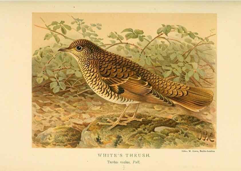 Reproducción/Reproduction 10036392643: Coloured figures of the birds of the British Islands / issued by Lord Lilford.. London :R. H. Porter,1885-1897.