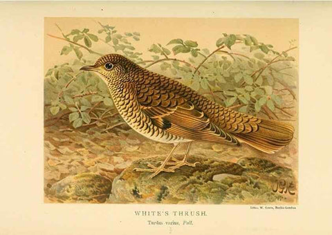 Reproducción/Reproduction 10036392643: Coloured figures of the birds of the British Islands / issued by Lord Lilford.. London :R. H. Porter,1885-1897.