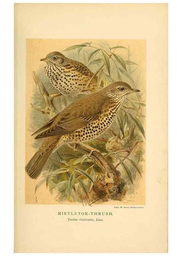 Reproducción/Reproduction 10036394923: Coloured figures of the birds of the British Islands / issued by Lord Lilford.. London :R. H. Porter,1885-1897.