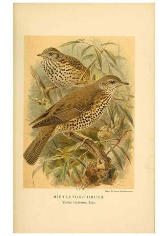 Reproducción/Reproduction 10036394923: Coloured figures of the birds of the British Islands / issued by Lord Lilford.. London :R. H. Porter,1885-1897.
