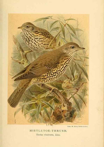 Reproducción/Reproduction 10036394923: Coloured figures of the birds of the British Islands / issued by Lord Lilford.. London :R. H. Porter,1885-1897.
