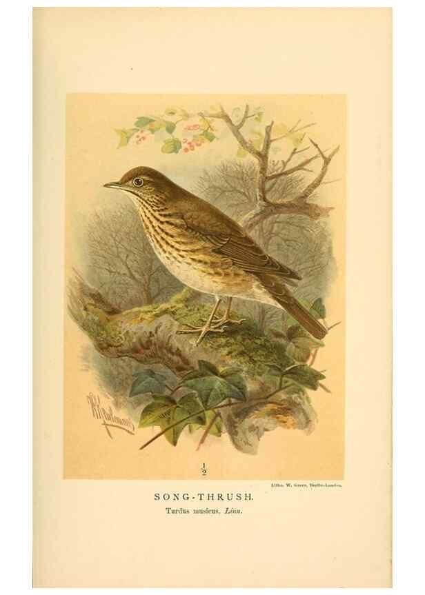 Reproducción/Reproduction 10036273734: Coloured figures of the birds of the British Islands / issued by Lord Lilford.. London :R. H. Porter,1885-1897.