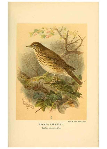 Reproducción/Reproduction 10036273734: Coloured figures of the birds of the British Islands / issued by Lord Lilford.. London :R. H. Porter,1885-1897.