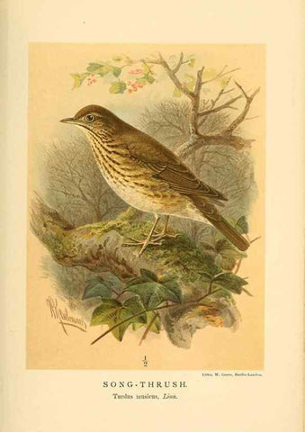 Reproducción/Reproduction 10036273734: Coloured figures of the birds of the British Islands / issued by Lord Lilford.. London :R. H. Porter,1885-1897.