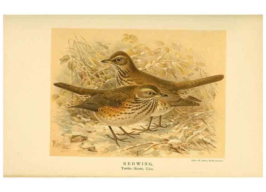 Reproducción/Reproduction 10036331396: Coloured figures of the birds of the British Islands / issued by Lord Lilford.. London :R. H. Porter,1885-1897.