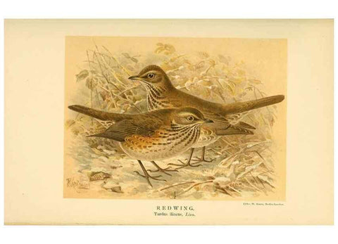 Reproducción/Reproduction 10036331396: Coloured figures of the birds of the British Islands / issued by Lord Lilford.. London :R. H. Porter,1885-1897.