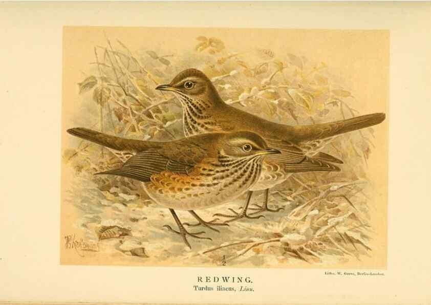 Reproducción/Reproduction 10036331396: Coloured figures of the birds of the British Islands / issued by Lord Lilford.. London :R. H. Porter,1885-1897.