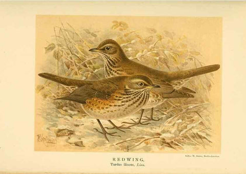 Reproducción/Reproduction 10036331396: Coloured figures of the birds of the British Islands / issued by Lord Lilford.. London :R. H. Porter,1885-1897.