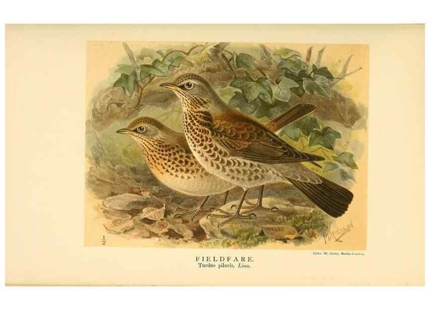 Reproducción/Reproduction 10036400703: Coloured figures of the birds of the British Islands / issued by Lord Lilford.. London :R. H. Porter,1885-1897.