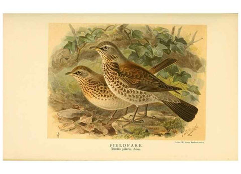 Reproducción/Reproduction 10036400703: Coloured figures of the birds of the British Islands / issued by Lord Lilford.. London :R. H. Porter,1885-1897.