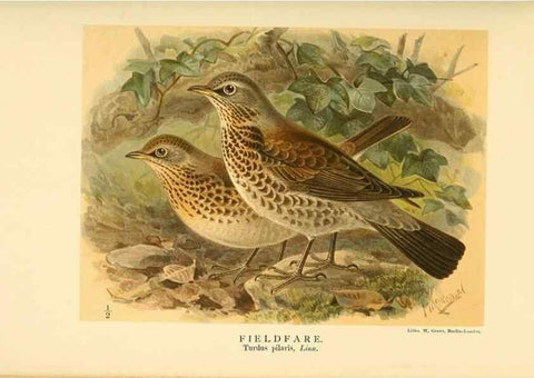 Reproducción/Reproduction 10036400703: Coloured figures of the birds of the British Islands / issued by Lord Lilford.. London :R. H. Porter,1885-1897.