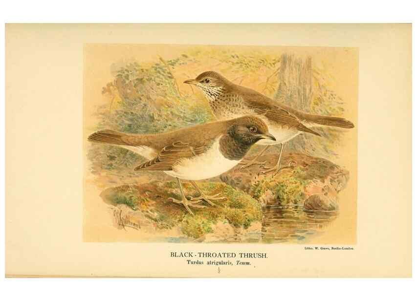 Reproducción/Reproduction 10036402653: Coloured figures of the birds of the British Islands / issued by Lord Lilford.. London :R. H. Porter,1885-1897.