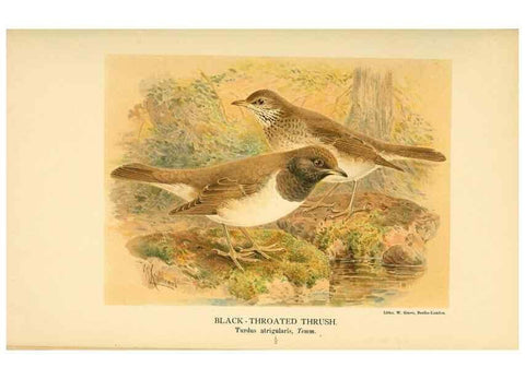 Reproducción/Reproduction 10036402653: Coloured figures of the birds of the British Islands / issued by Lord Lilford.. London :R. H. Porter,1885-1897.