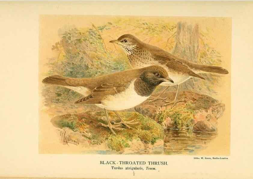 Reproducción/Reproduction 10036402653: Coloured figures of the birds of the British Islands / issued by Lord Lilford.. London :R. H. Porter,1885-1897.