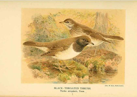 Reproducción/Reproduction 10036402653: Coloured figures of the birds of the British Islands / issued by Lord Lilford.. London :R. H. Porter,1885-1897.