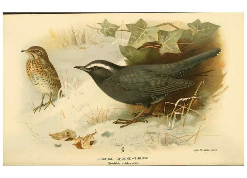 Reproducción/Reproduction 10036282794: Coloured figures of the birds of the British Islands / issued by Lord Lilford.. London :R. H. Porter,1885-1897.