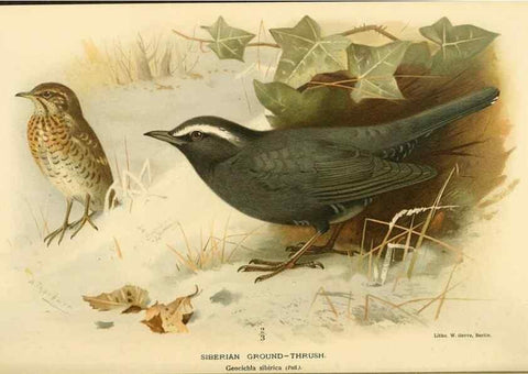 Reproducción/Reproduction 10036282794: Coloured figures of the birds of the British Islands / issued by Lord Lilford.. London :R. H. Porter,1885-1897.