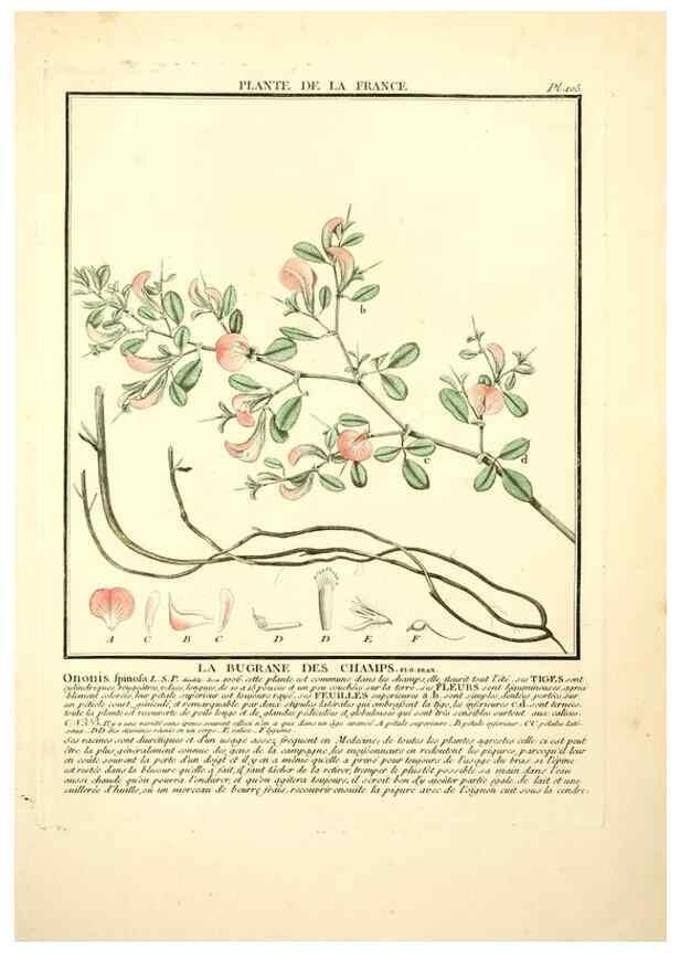 Reproducción/Reproduction 10038459726: Herbier de la France;. Paris,Chez l'auteur, Didot, Debure, Belin,1780-93.