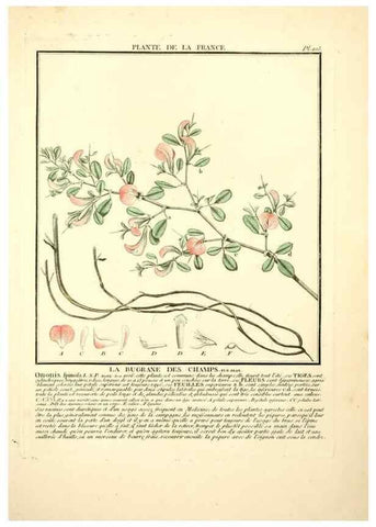 Reproducción/Reproduction 10038459726: Herbier de la France;. Paris,Chez l'auteur, Didot, Debure, Belin,1780-93.