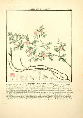 Reproducción/Reproduction 10038459726: Herbier de la France;. Paris,Chez l'auteur, Didot, Debure, Belin,1780-93.