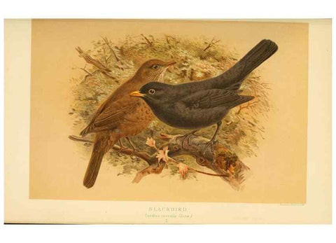Reproducción/Reproduction 10036285134: Coloured figures of the birds of the British Islands / issued by Lord Lilford.. London :R. H. Porter,1885-1897.