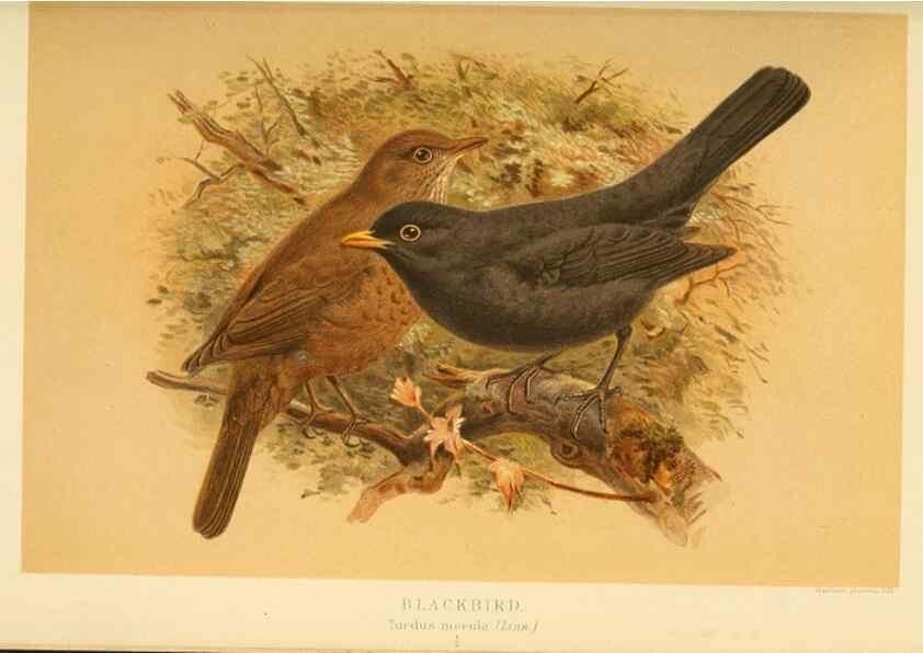 Reproducción/Reproduction 10036285134: Coloured figures of the birds of the British Islands / issued by Lord Lilford.. London :R. H. Porter,1885-1897.