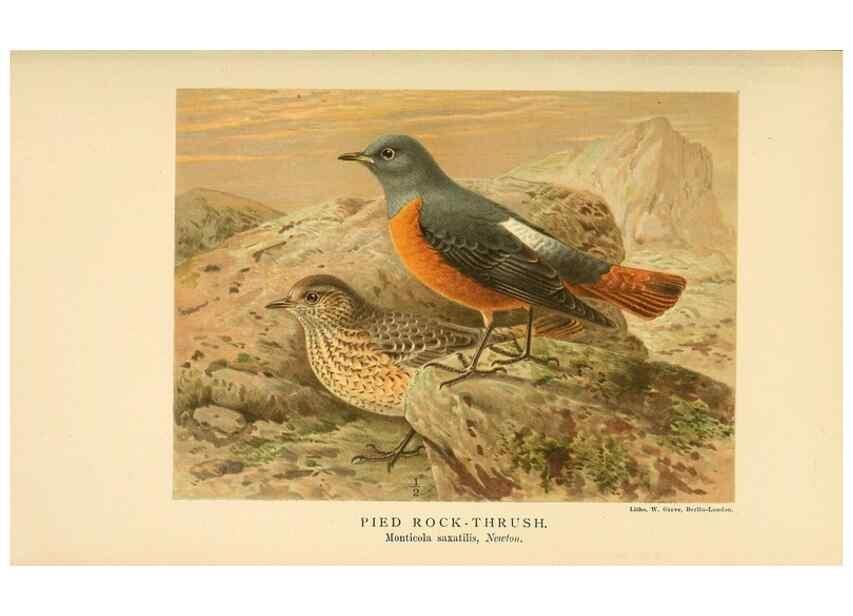 Reproducción/Reproduction 10036289884: Coloured figures of the birds of the British Islands / issued by Lord Lilford.. London :R. H. Porter,1885-1897.