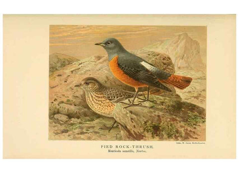 Reproducción/Reproduction 10036289884: Coloured figures of the birds of the British Islands / issued by Lord Lilford.. London :R. H. Porter,1885-1897.