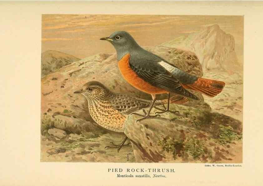 Reproducción/Reproduction 10036289884: Coloured figures of the birds of the British Islands / issued by Lord Lilford.. London :R. H. Porter,1885-1897.