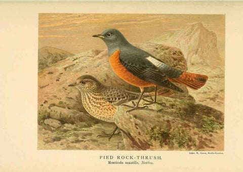 Reproducción/Reproduction 10036289884: Coloured figures of the birds of the British Islands / issued by Lord Lilford.. London :R. H. Porter,1885-1897.