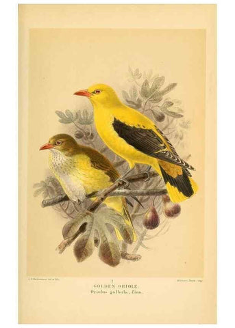 Reproducción/Reproduction 10036415373: Coloured figures of the birds of the British Islands / issued by Lord Lilford.. London :R. H. Porter,1885-1897.
