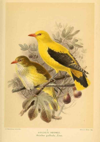 Reproducción/Reproduction 10036415373: Coloured figures of the birds of the British Islands / issued by Lord Lilford.. London :R. H. Porter,1885-1897.