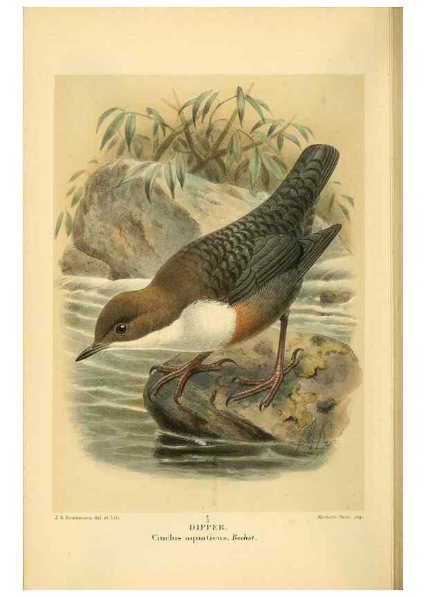 Reproducción/Reproduction 10036333215: Coloured figures of the birds of the British Islands / issued by Lord Lilford.. London :R. H. Porter,1885-1897.