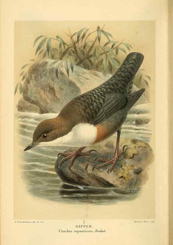Reproducción/Reproduction 10036333215: Coloured figures of the birds of the British Islands / issued by Lord Lilford.. London :R. H. Porter,1885-1897.