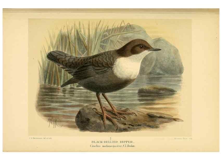 Reproducción/Reproduction 10036336075: Coloured figures of the birds of the British Islands / issued by Lord Lilford.. London :R. H. Porter,1885-1897.