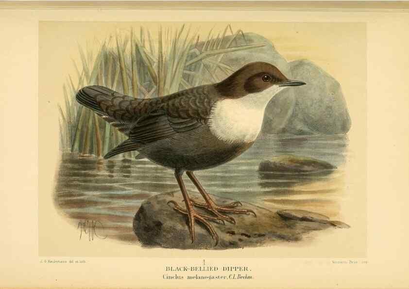 Reproducción/Reproduction 10036336075: Coloured figures of the birds of the British Islands / issued by Lord Lilford.. London :R. H. Porter,1885-1897.