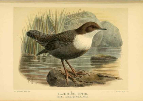 Reproducción/Reproduction 10036336075: Coloured figures of the birds of the British Islands / issued by Lord Lilford.. London :R. H. Porter,1885-1897.