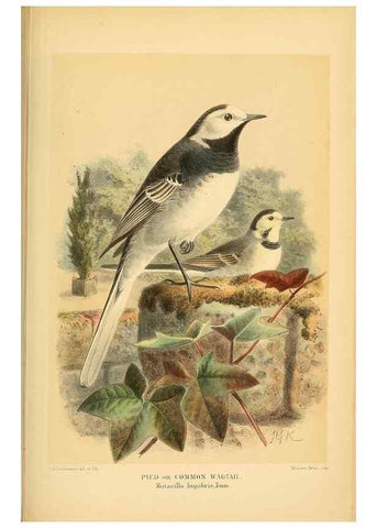 Reproducción/Reproduction 10036355706: Coloured figures of the birds of the British Islands / issued by Lord Lilford.. London :R. H. Porter,1885-1897.