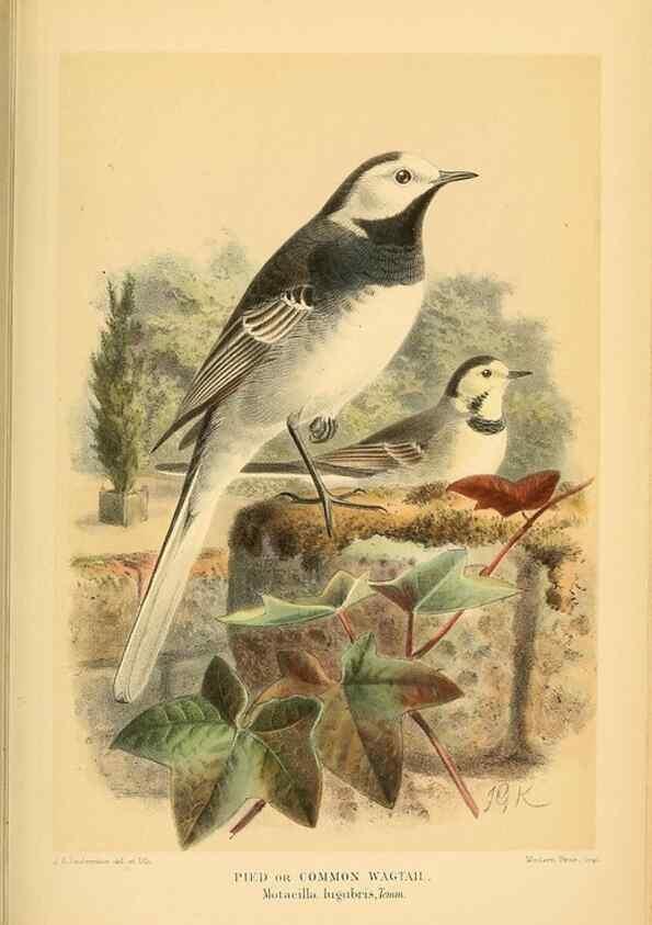 Reproducción/Reproduction 10036355706: Coloured figures of the birds of the British Islands / issued by Lord Lilford.. London :R. H. Porter,1885-1897.