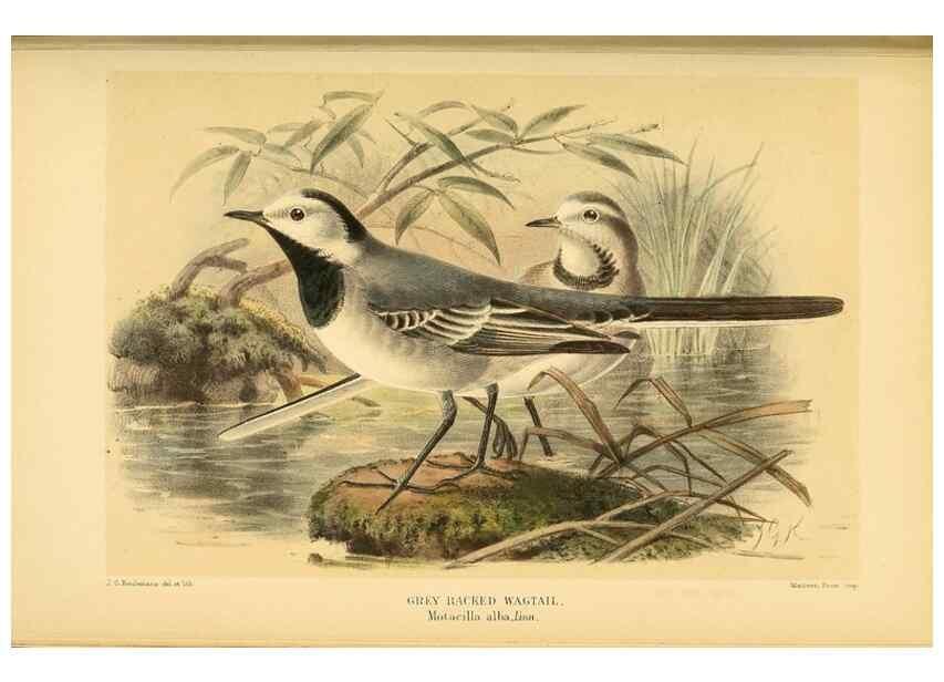 Reproducción/Reproduction 10036340955: Coloured figures of the birds of the British Islands / issued by Lord Lilford.. London :R. H. Porter,1885-1897.