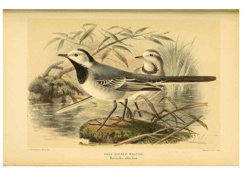 Reproducción/Reproduction 10036340955: Coloured figures of the birds of the British Islands / issued by Lord Lilford.. London :R. H. Porter,1885-1897.