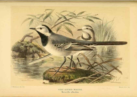 Reproducción/Reproduction 10036340955: Coloured figures of the birds of the British Islands / issued by Lord Lilford.. London :R. H. Porter,1885-1897.