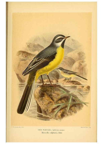 Reproducción/Reproduction 10036360236: Coloured figures of the birds of the British Islands / issued by Lord Lilford.. London :R. H. Porter,1885-1897.