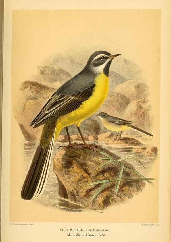 Reproducción/Reproduction 10036360236: Coloured figures of the birds of the British Islands / issued by Lord Lilford.. London :R. H. Porter,1885-1897.