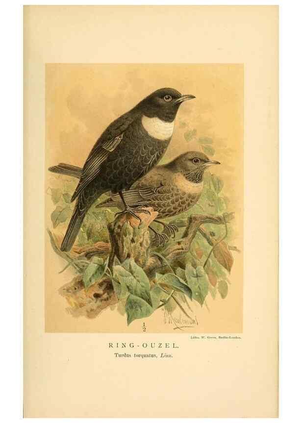 Reproducción/Reproduction 10036410363: Coloured figures of the birds of the British Islands / issued by Lord Lilford.. London :R. H. Porter,1885-1897.