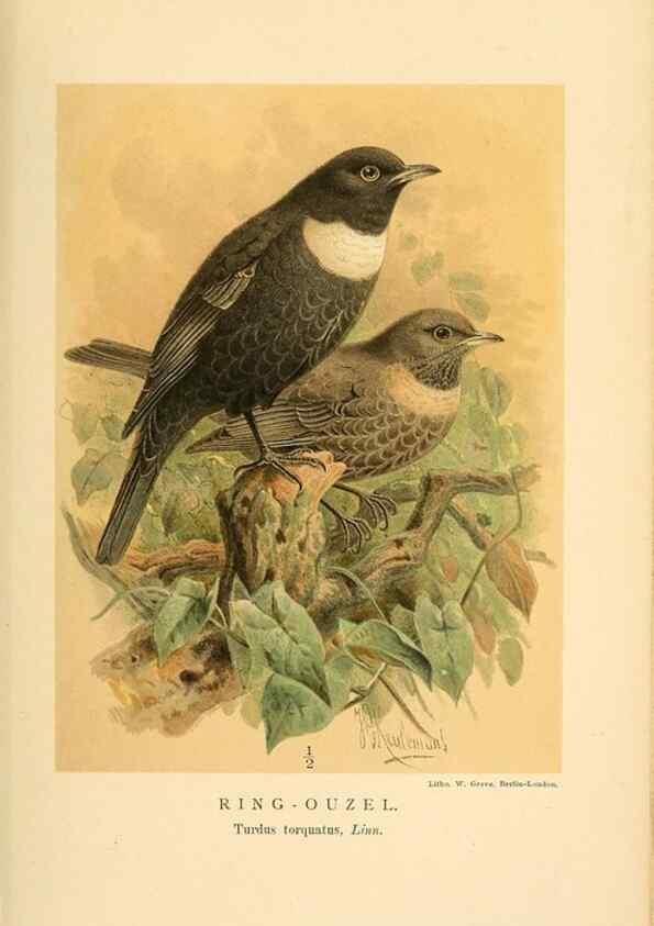 Reproducción/Reproduction 10036410363: Coloured figures of the birds of the British Islands / issued by Lord Lilford.. London :R. H. Porter,1885-1897.