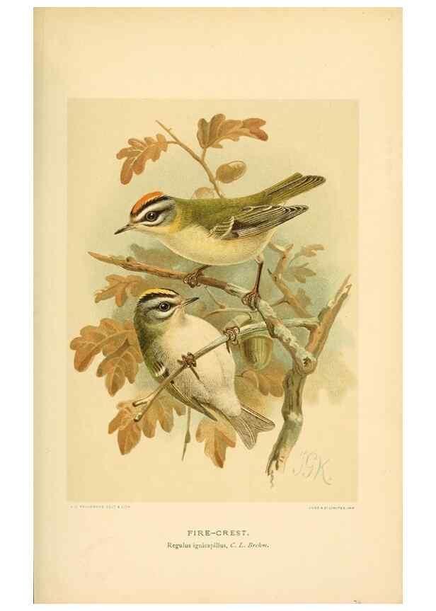 Reproducción/Reproduction 10036305525: Coloured figures of the birds of the British Islands / issued by Lord Lilford.. London :R. H. Porter,1885-1897.