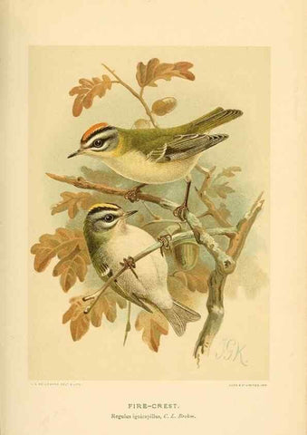 Reproducción/Reproduction 10036305525: Coloured figures of the birds of the British Islands / issued by Lord Lilford.. London :R. H. Porter,1885-1897.