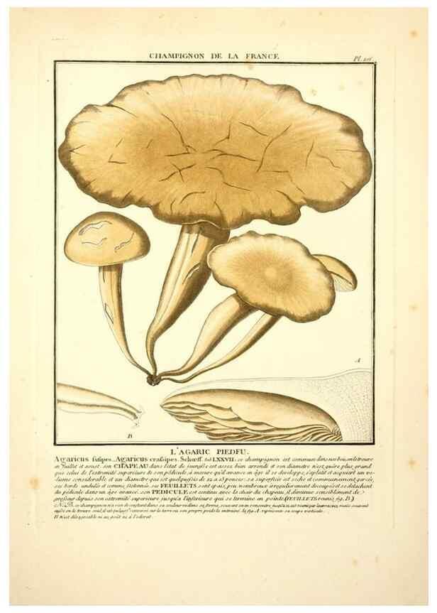 Reproducción/Reproduction 10038438975: Herbier de la France;. Paris,Chez l'auteur, Didot, Debure, Belin,1780-93.